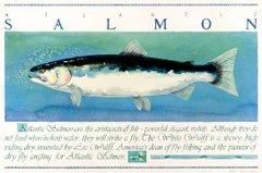Atlantic Salmon: